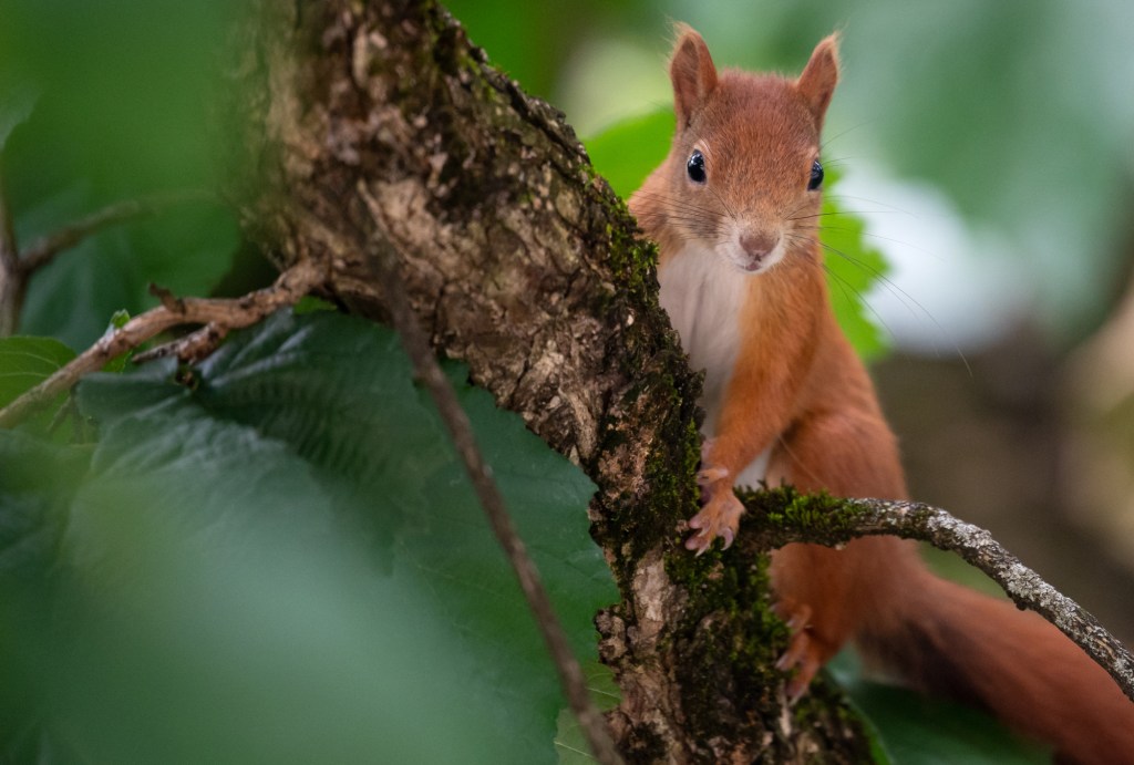 A squirrel caused a car accident