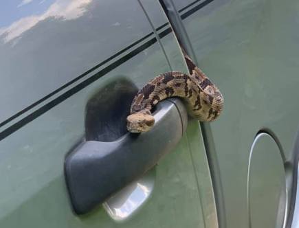 This Timber Rattlesnake Tried Stealing a Truck in Mississippi