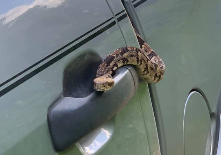 Timber rattle snake on Nissan Titan