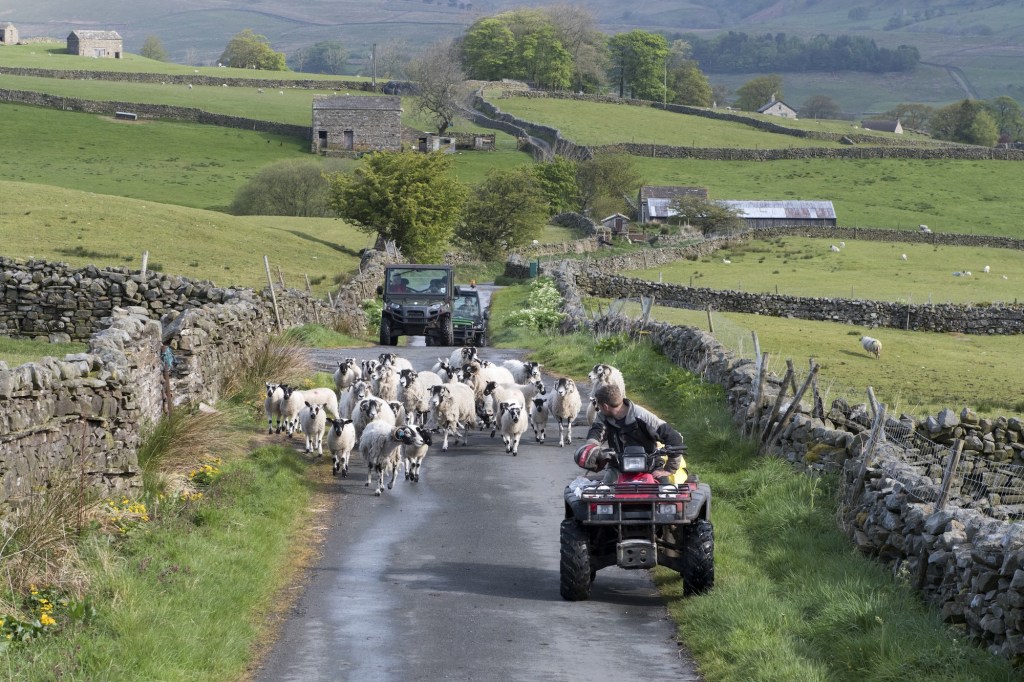 A farmer on an ATV moves sheep down a narrow country road