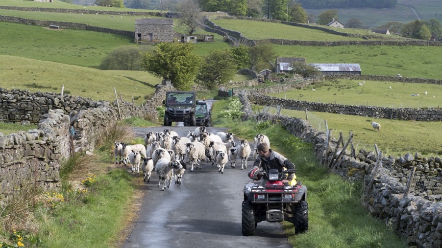 A farmer on an ATV moves sheep down a narrow country road