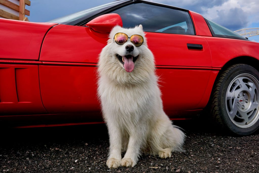 A dog in shades sitting outside of a sports car at the RDRC Racepark Bykovo