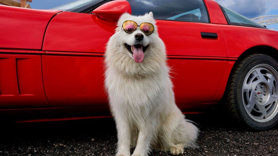 A dog in shades sitting outside of a sports car at the RDRC Racepark Bykovo