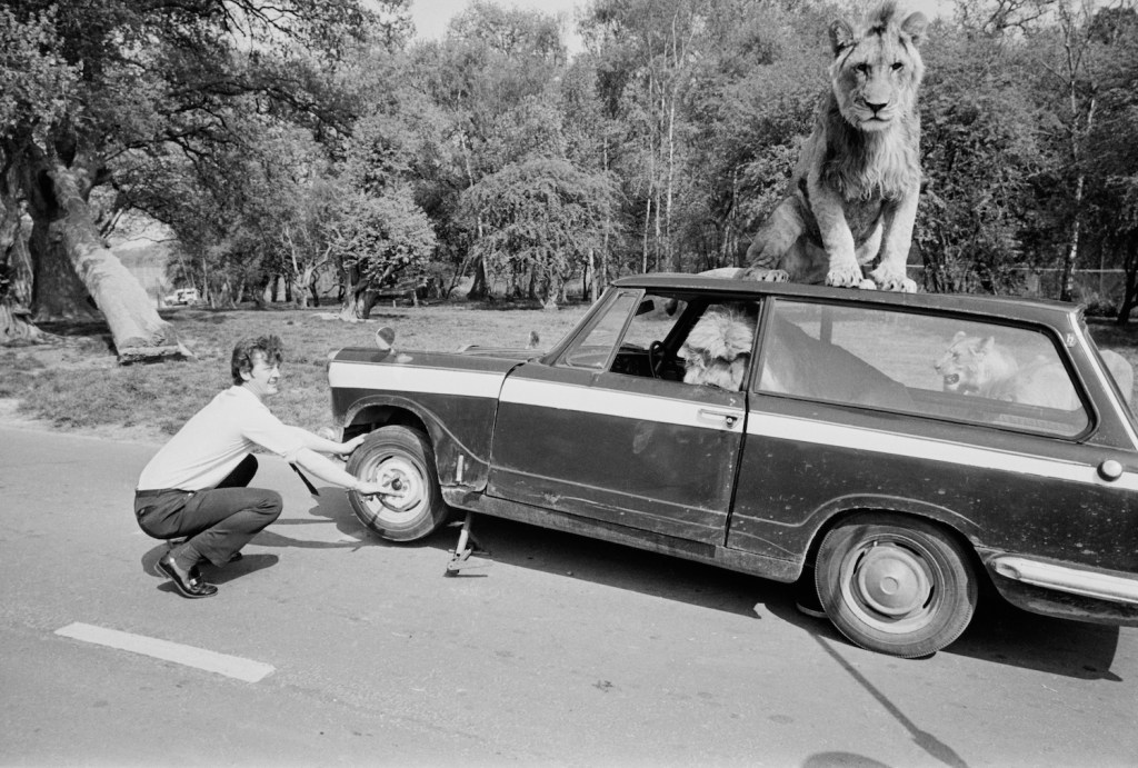 Roger Frampton mends a punctured tire on his car inside the lion enclosure at Windsor Safari Park, Berkshire, 1972. (Photo by Harry Dempster/Daily Express/Hulton Archive/Getty Images) | Use our tire load index chart explained to find your max tire weight