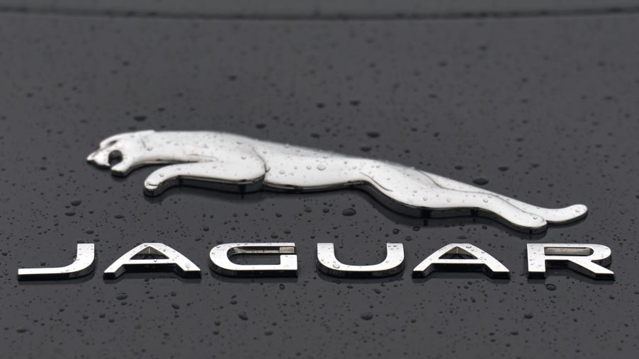 A chrome Jaguar logo on a black car with water drops.