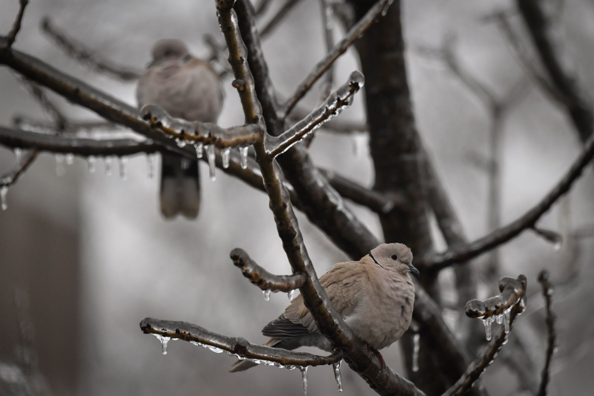 A pair of pigeons perched in a tree with frozen branches