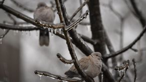 A pair of pigeons perched in a tree with frozen branches