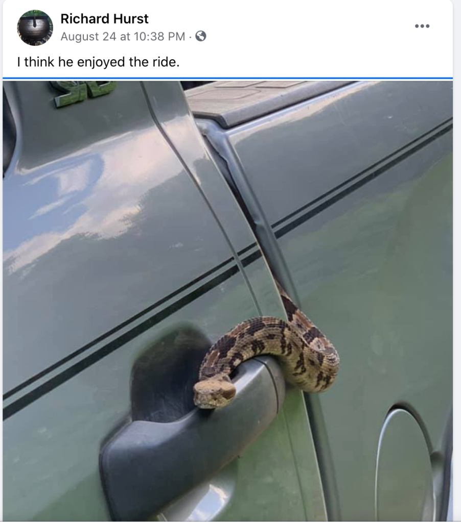 Timber rattlesnake on a possible Toyota Tundra