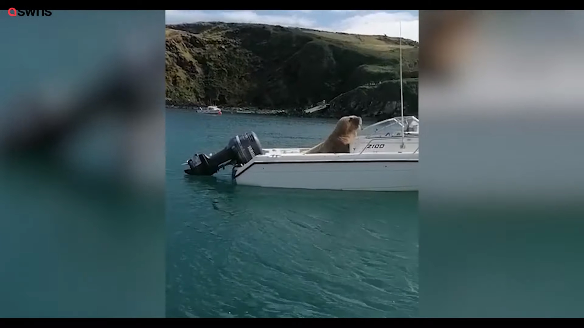Wally the Walrus driving a boat