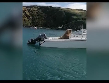 Watch Wally the Walrus Steal a Boat in Ireland
