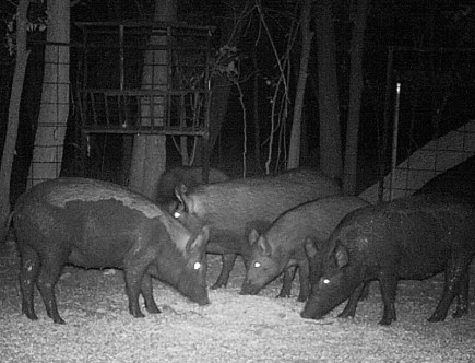 Feral Hogs Are Back and Worsening Climate Change by Spewing More Pollution Than 1 Million Cars