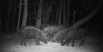 Feral Hogs Are Back and Worsening Climate Change by Spewing More Pollution Than 1 Million Cars