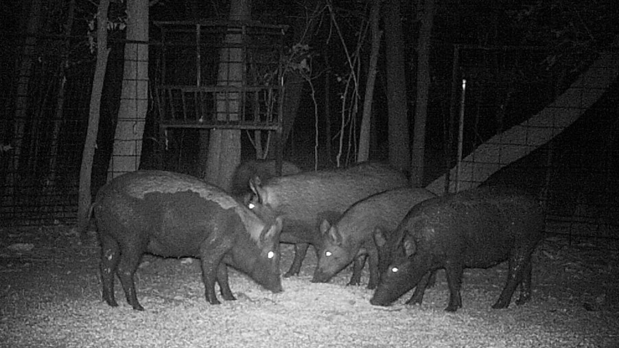 Feral hogs eat a pile of corn inside a trap set by biologists in Cowley County, Kansas, in September 2012
