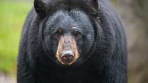 Close up view of black bear