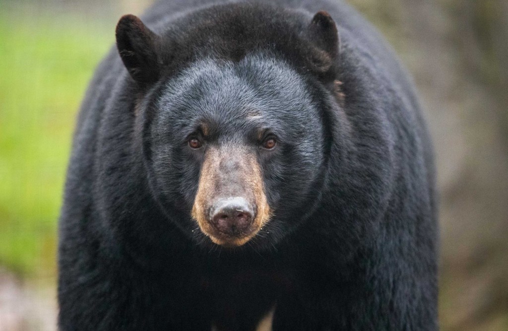 Close up view of black bear