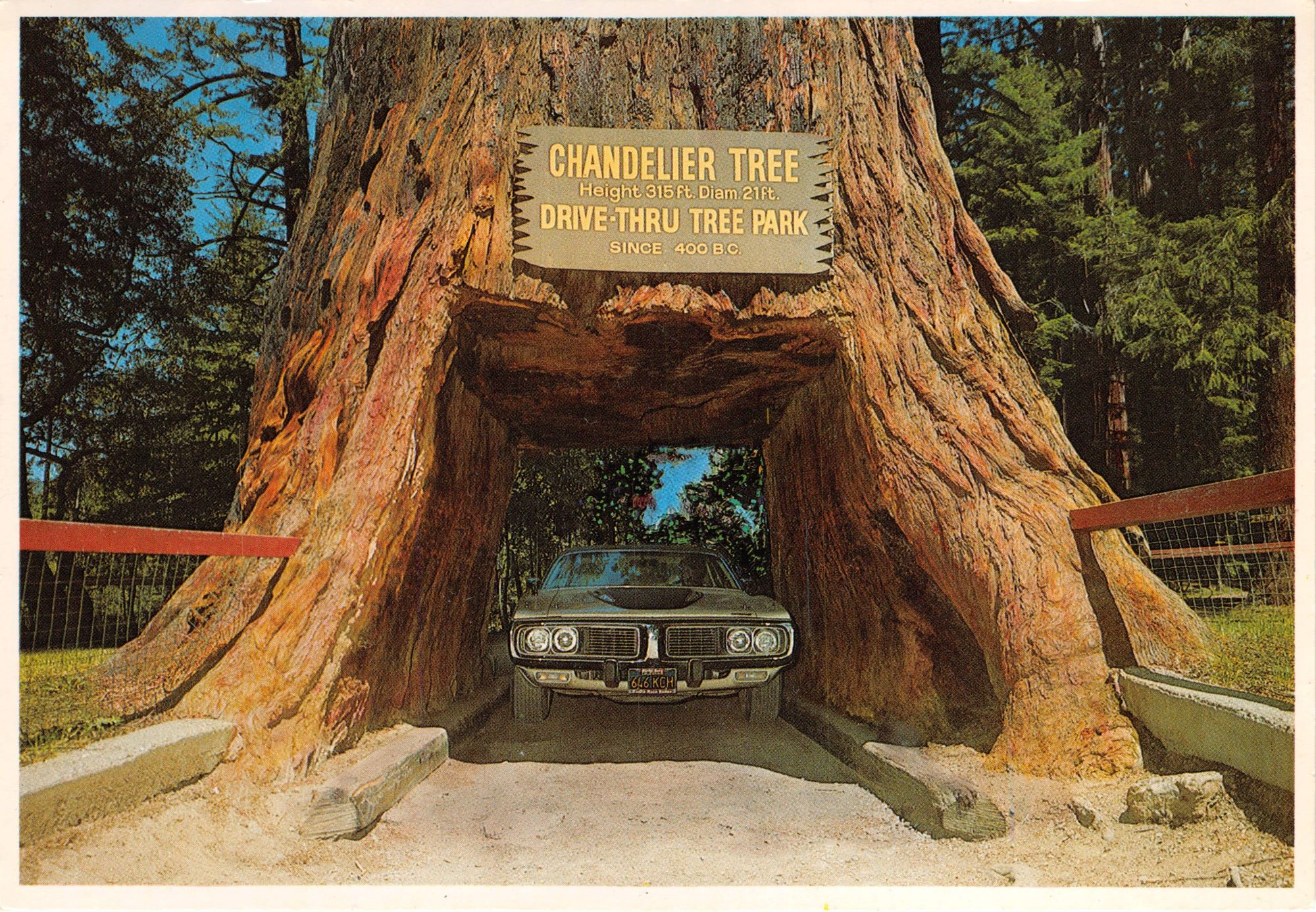 A large drive thru Redwood tree with a car driving through it.
