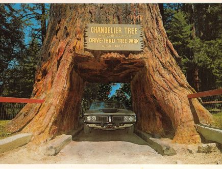 Where to Drive Through Redwood Trees and How Much It Will Cost