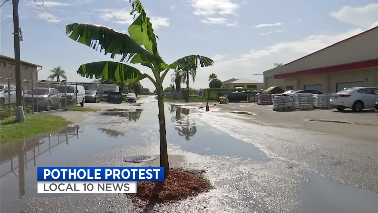 Someone Planted a Banana Tree in This Pothole