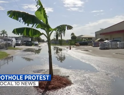 Florida Man: Someone Planted a Banana Tree in This Pothole