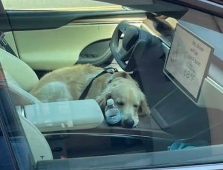 This Tesla Model X is Testing Dog Mode: What’s That?