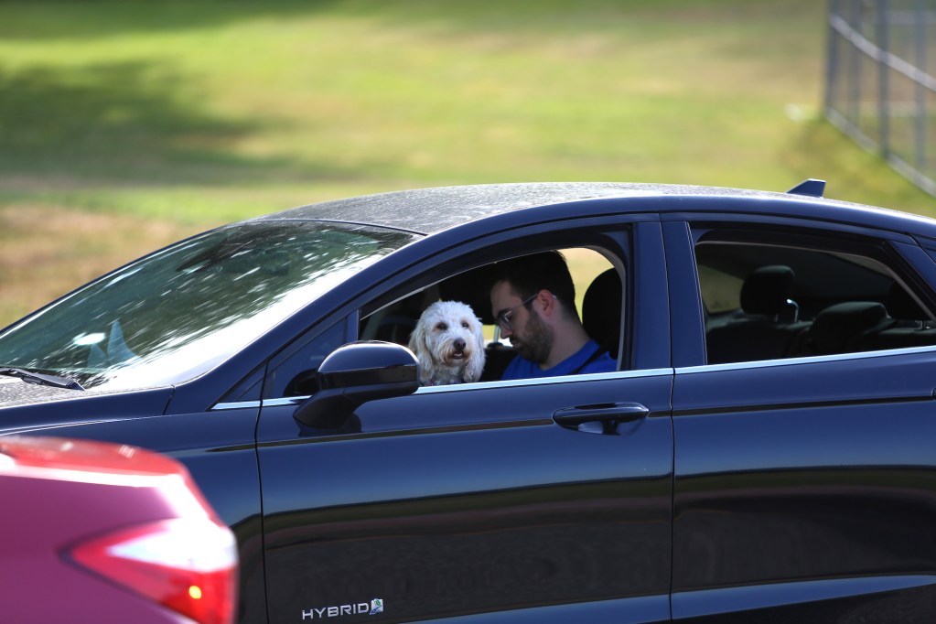 A white dog sits on a man's lap in the front seat of a car in traffic