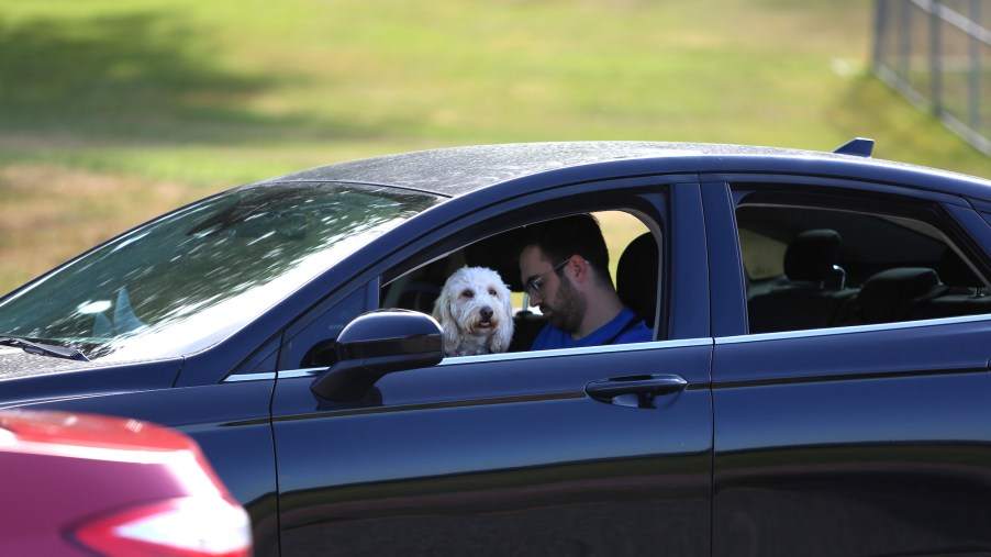 A white dog sits on a man's lap in the front seat of a car in traffic
