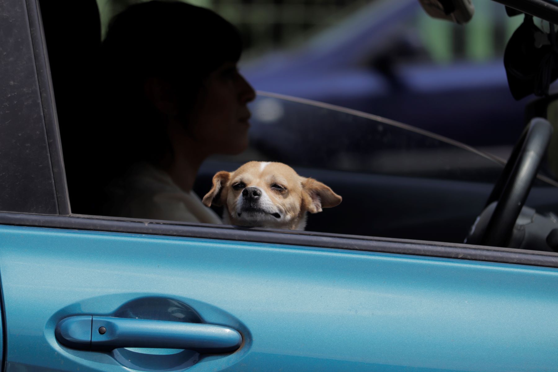A dog staring out the window in a car from the passenger seat