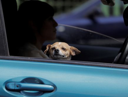 Is It Safe for Your Dog to Sit in the Passenger Seat?