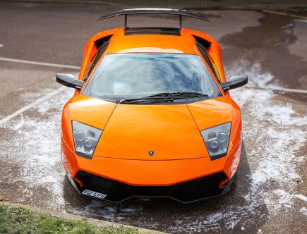 The Lamborghini Murcielago Was Named After This Unsuspecting Animal