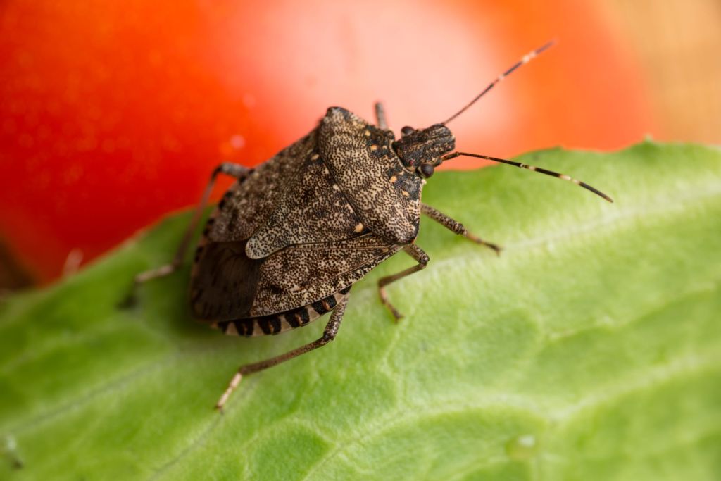 Brown marmorated stink bug on a tomato