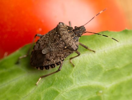 Stink Bugs Could Be to Blame for Delaying Your Car Delivery