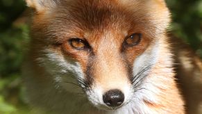 Close-up view of fox