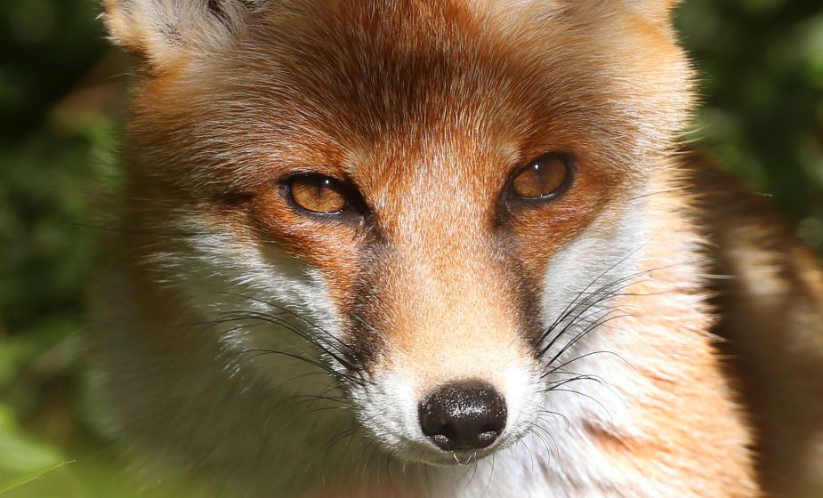 Close-up view of fox