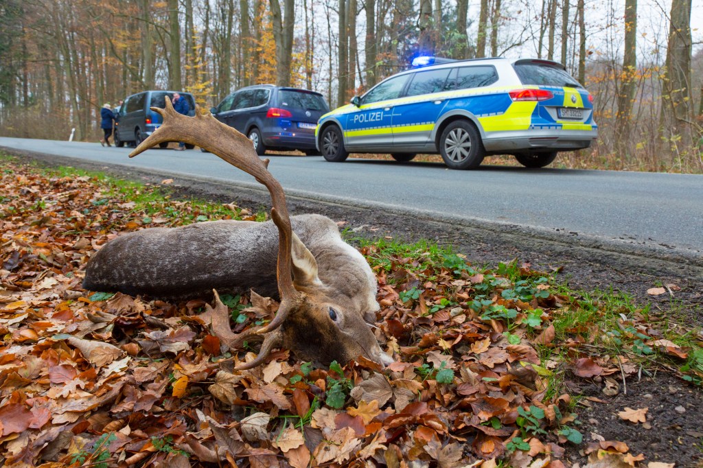 Deer On Side Of The Road After Being Hit