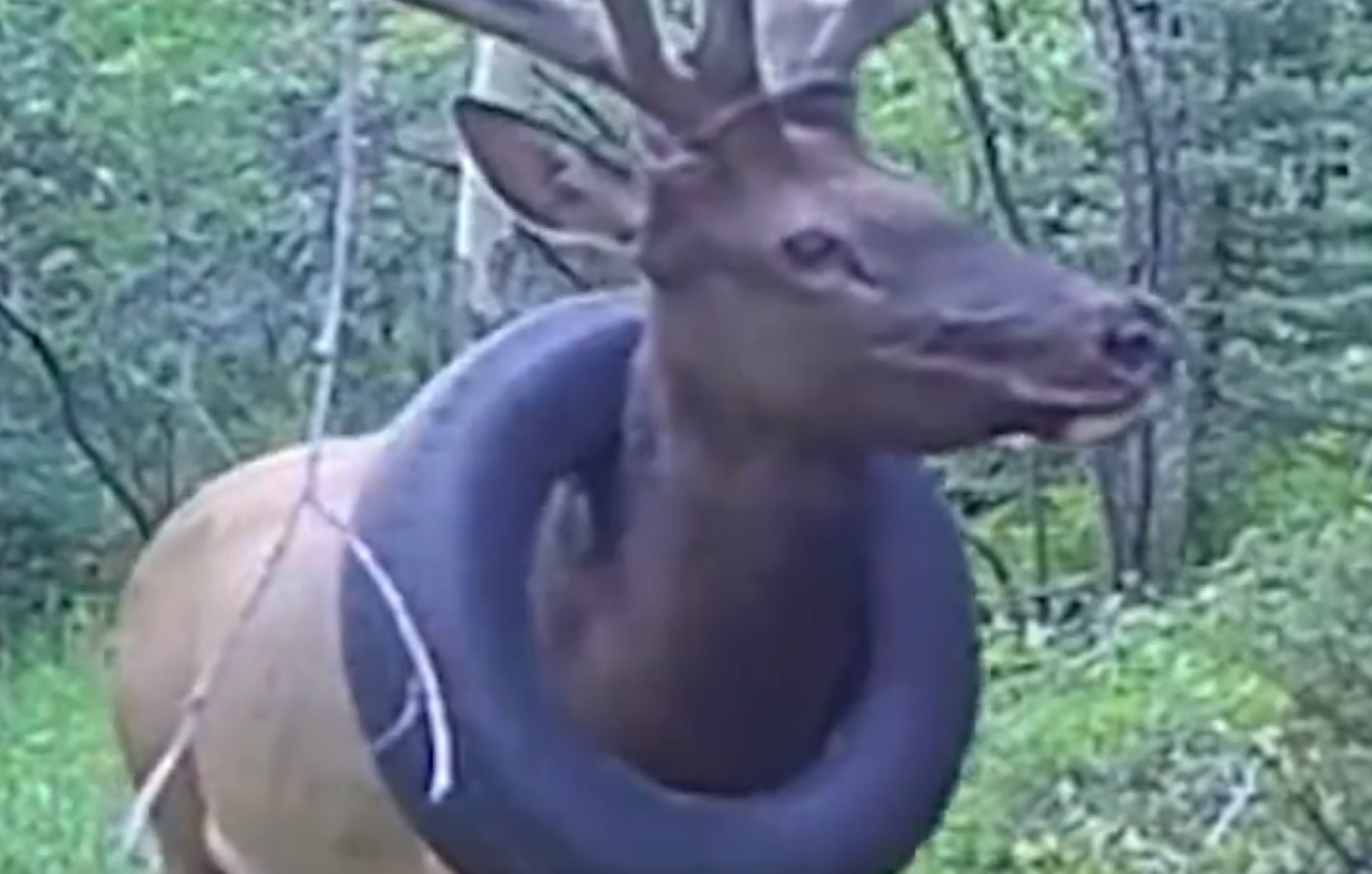 Elk with a tire around its neck