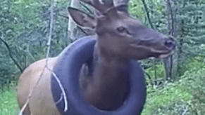 Elk with a tire around its neck