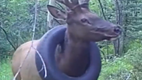 Elk with a tire around its neck