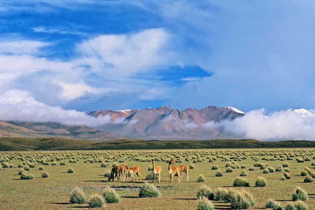 Herd of animals grazing on grass in Vicuna, Altiplano, Chile