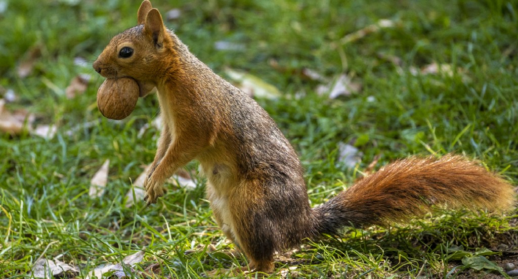 A squirrel holds a walnut in its mouth as it stands upright in green grass. 