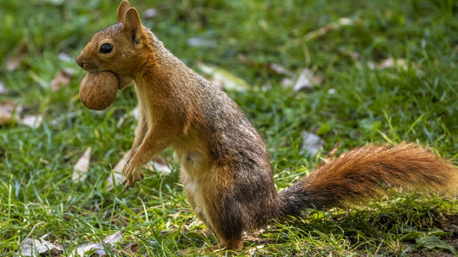 A squirrel holds a walnut in its mouth.