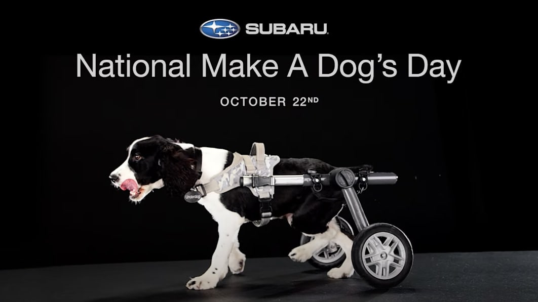 Subaru Wants You To Rescue a Shelter Dog Today For Nat'l Make a Dog's Day