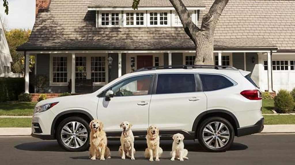 Subaru with dogs