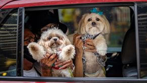 A pair of pet dogs in a car on World Animal Day