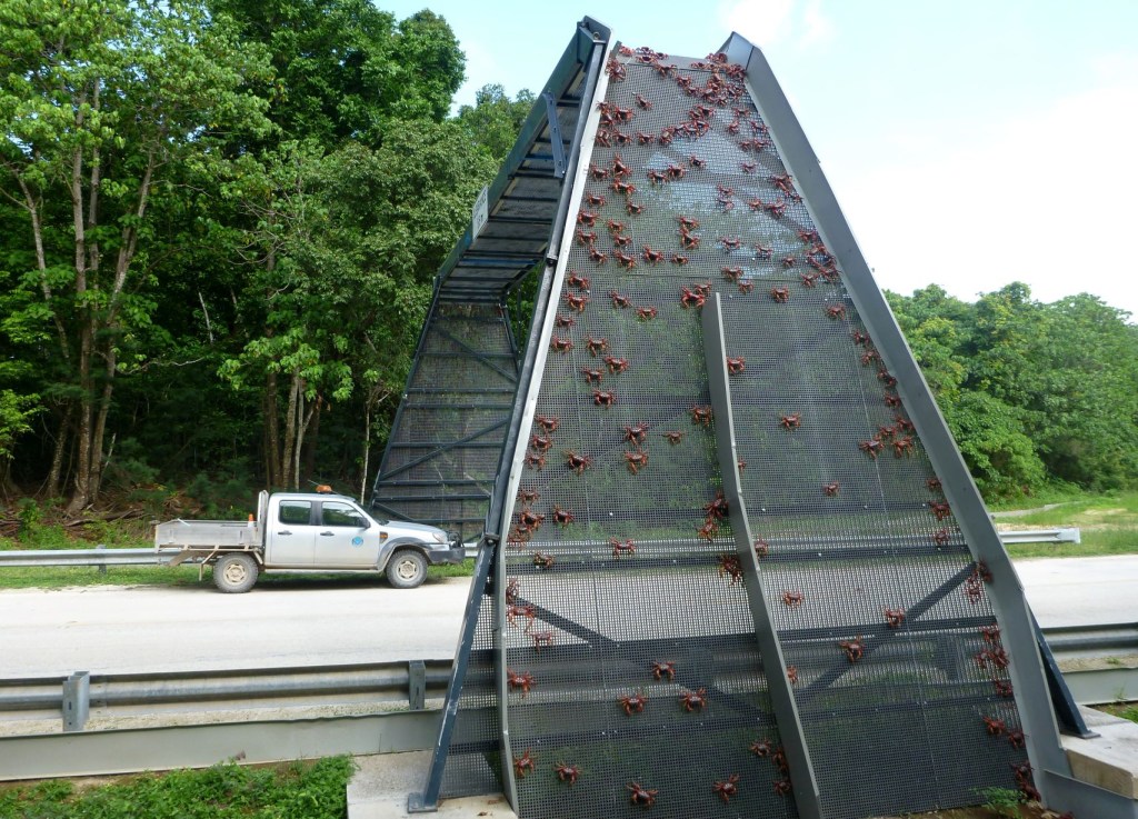 Bridge for red crabs to aid them on their annual migration on Christmas Island, Australia