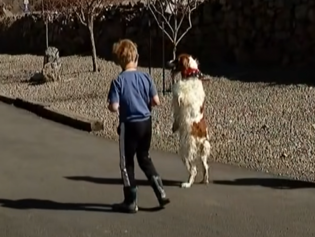 Dexter the three legged-dog walking next to a child