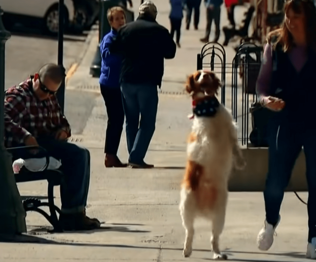 Dexter the three-legged dog walks upright like a human on a sidewalk in Ouray, Colorado
