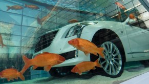 This is a 2016 Cadillac CT6 submerged in a fish tank, one of the classic discontinued cars of 2021. | STR/AFP via Getty Images