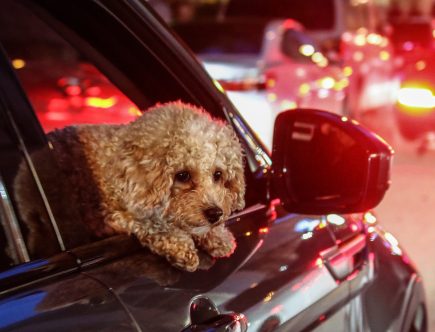 It’s Dangerous for Dogs to Stick Their Head out Car Window