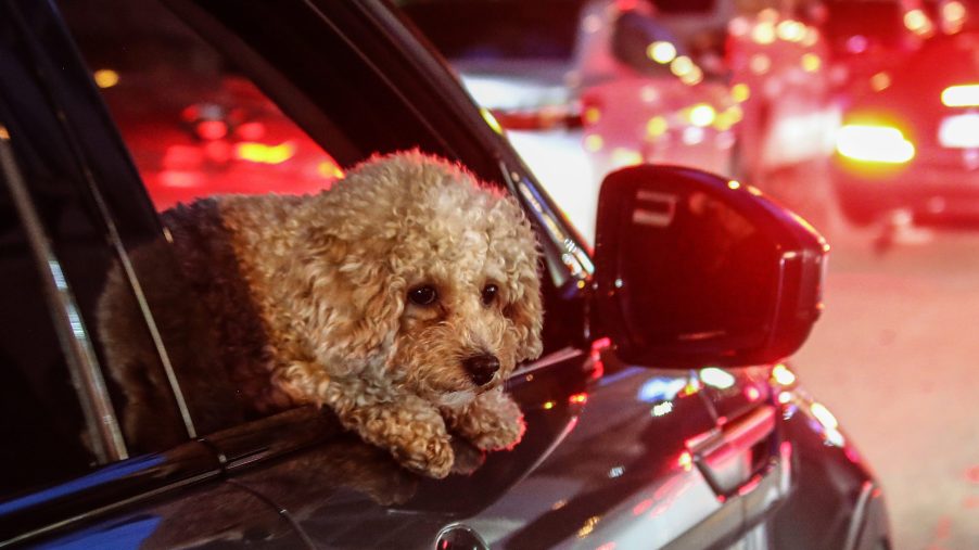 Dog sticks head out car window of black sedan