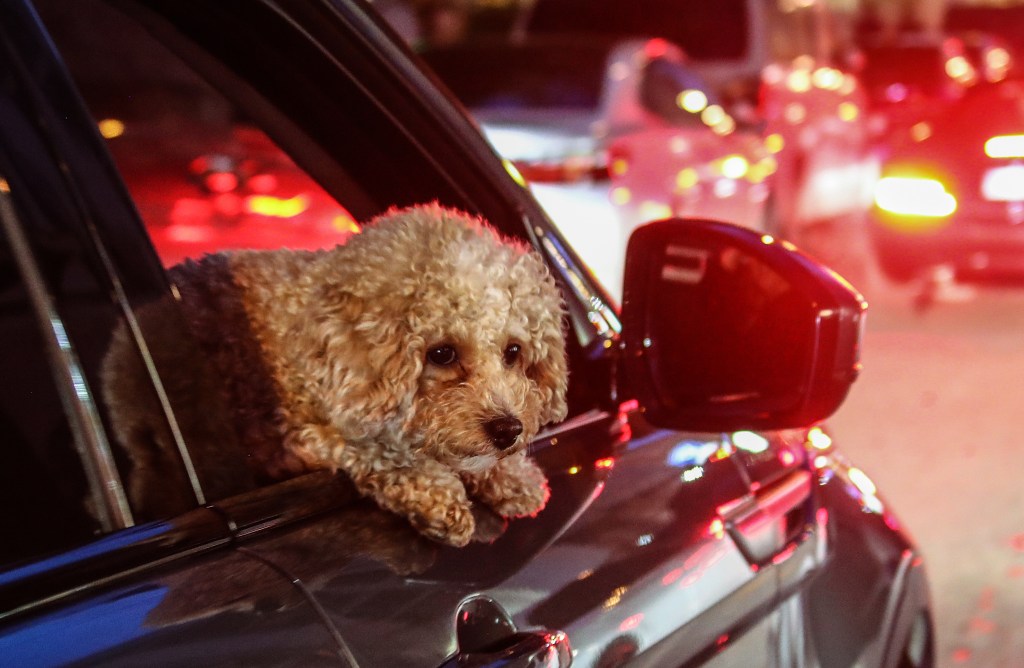 Dog sticks head out car window of black sedan